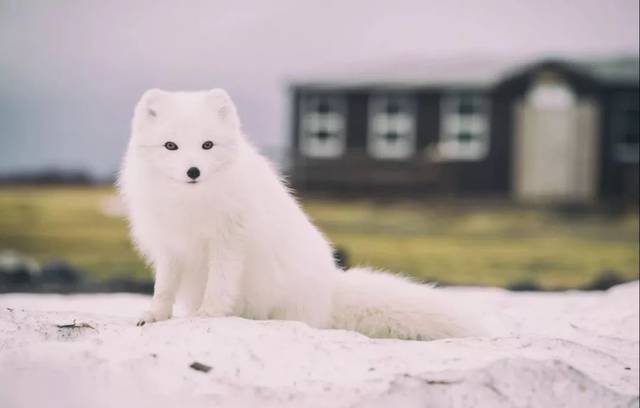 高冷的北极狐